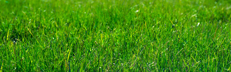 Grass image